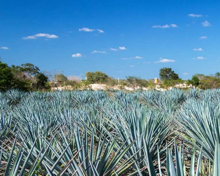 Agave field